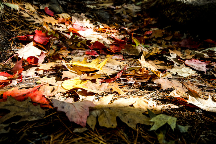 Pile Of Fall Leaves