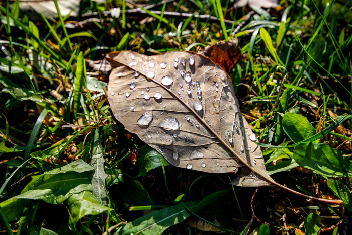 A Rain covered Leaf In The Grass