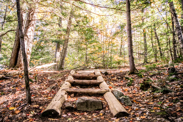 Wooden Stairs In The Woods
