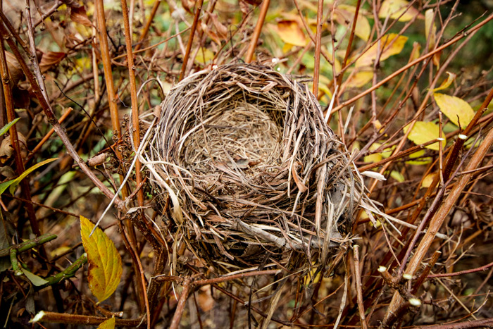 An Empty Song Sparrow Nest