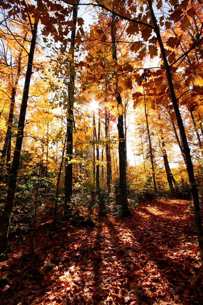 Vertical Autumn Woods