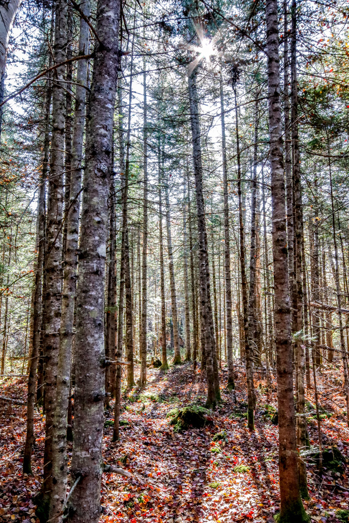 Vertical Pine Photograph