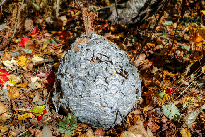 A Fallen Wasp Nest On A Leaf Covered Ground
