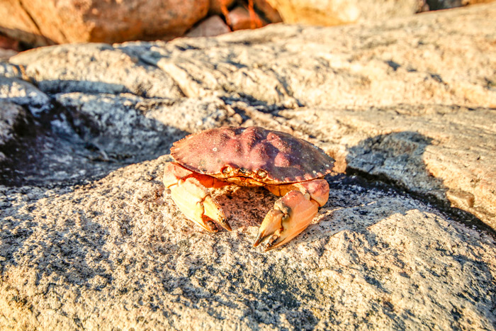 Empty Rock Crab Shell