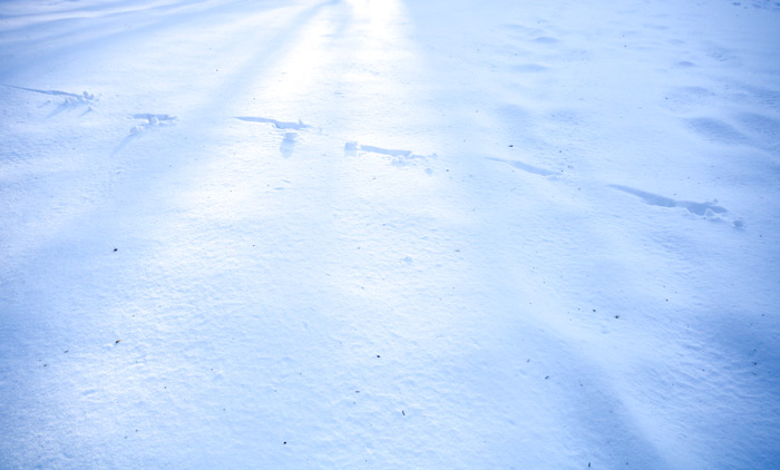 Deer Tracks In The Snow