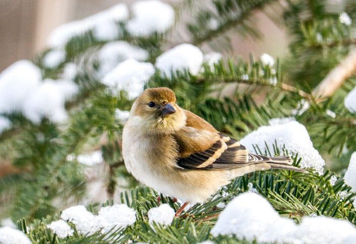 American Goldfinch Perching In A Pine Tree