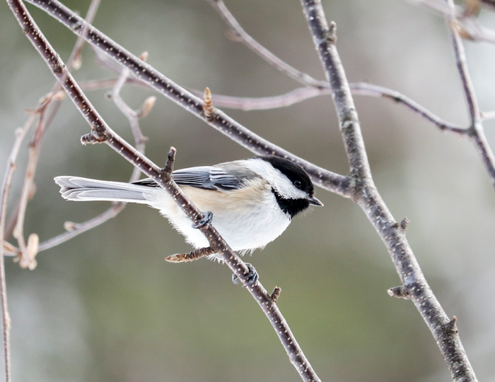 Black Capped Chickadee Photographed In January