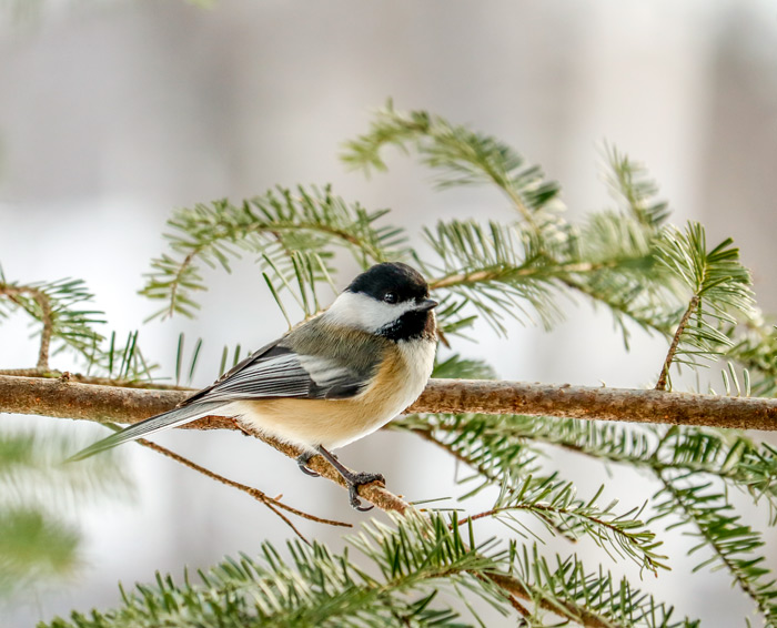 Black Capped Chickadee In The Pines