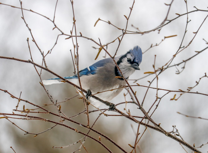 Blue Jay In The Branches