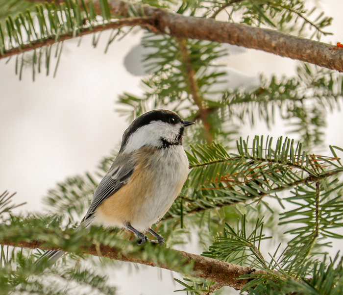 Black Capped Chickadee Perching In A Pine Tree