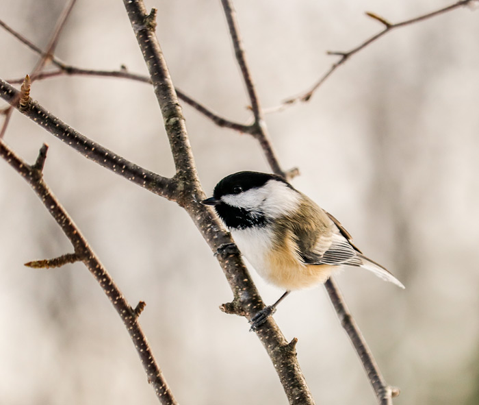 Side View Of A Black Capped Chickadee