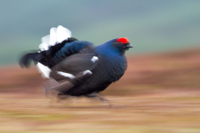 Bird In Blur