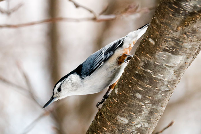 White Breasted Nuthatch Climbing Down A Branch