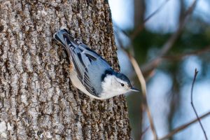 The Amusing Antics of the White-breasted Nuthatch