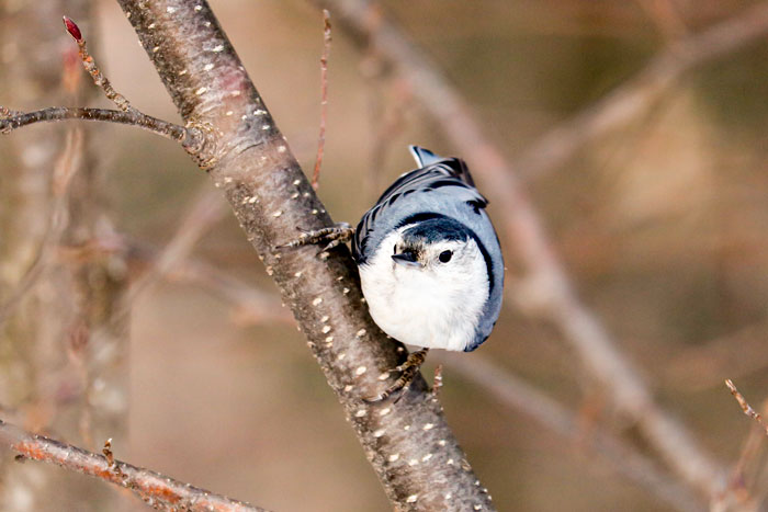 Forward View Of A White Breasted Nuthatch