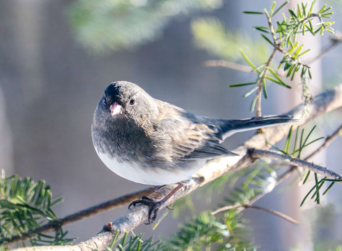 Dark Eyed Junco Perched In A Pine Tree