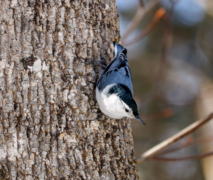 White Breasted Nuthatch Male