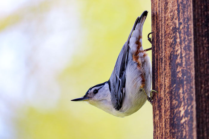White Breasted Nuthatch Climbing On House