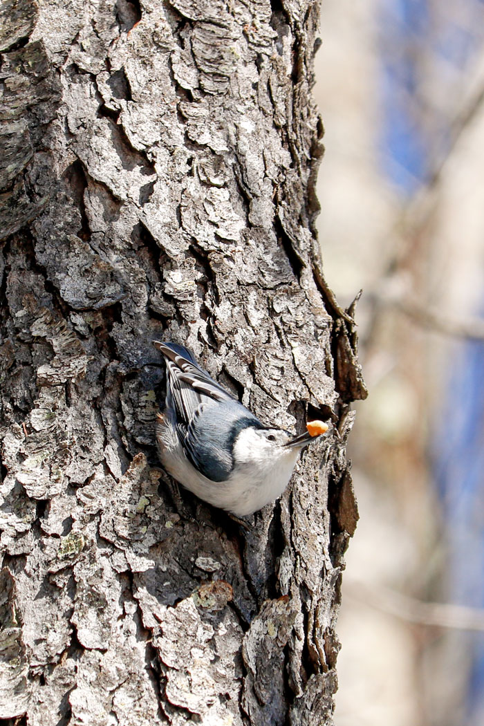 A White Breasted Nuthatch Climbing Down A Black Cherry Tree With A Peanut