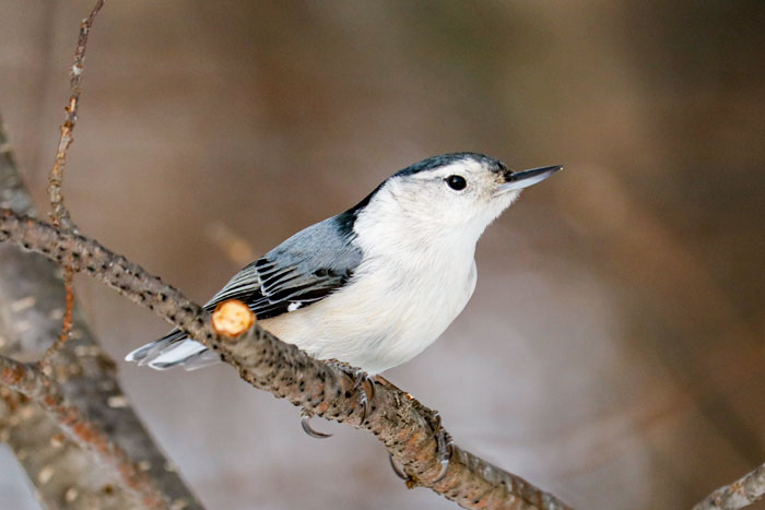 White Breasted Nuthatch Perching