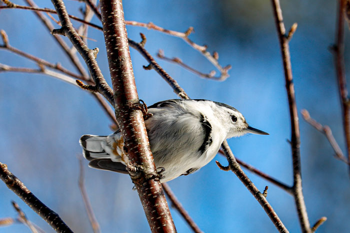 A Side View Of The White Breasted Nuthatch