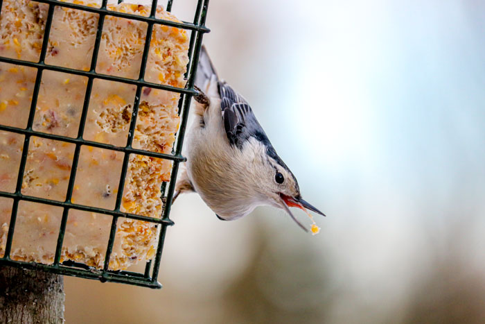 White Breasted Nuthatch With Suet In Mouth