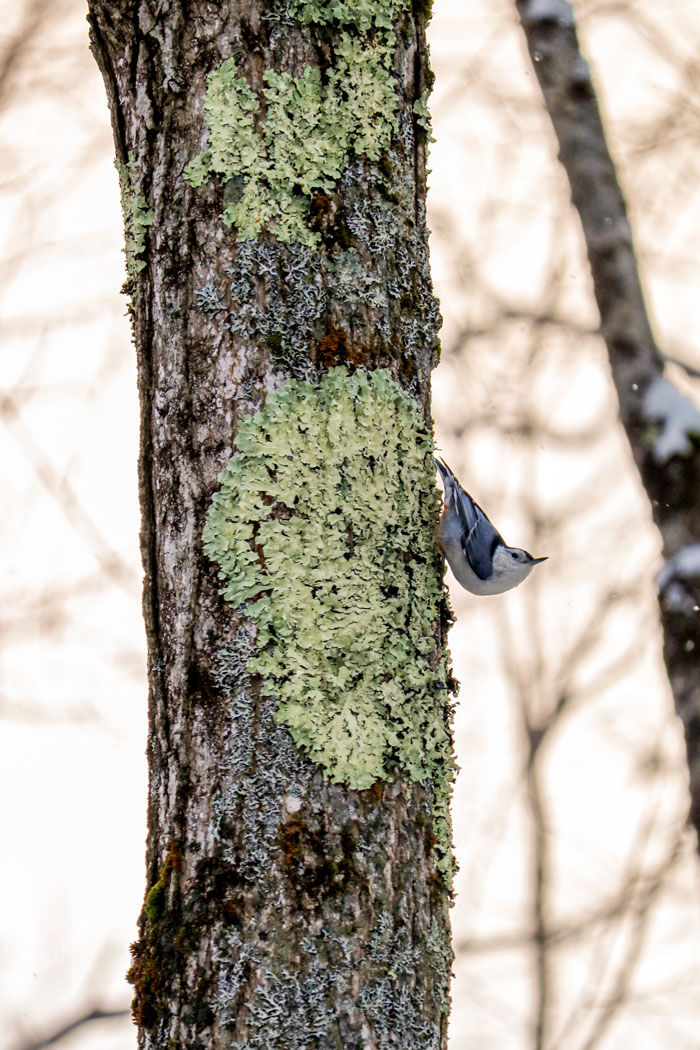 Nuthatch In Tree