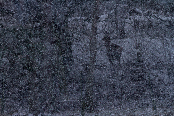 Red Deer Stag In Snowfall