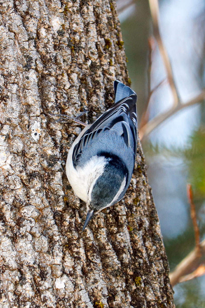 White Breasted Nuthatch Climbing Down A Tree