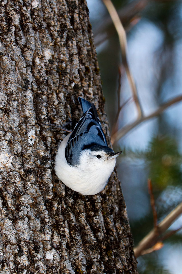 White Breasted Nuthatch Looking Up