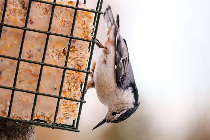 White Breasted Nuthatch On Suet Feeder