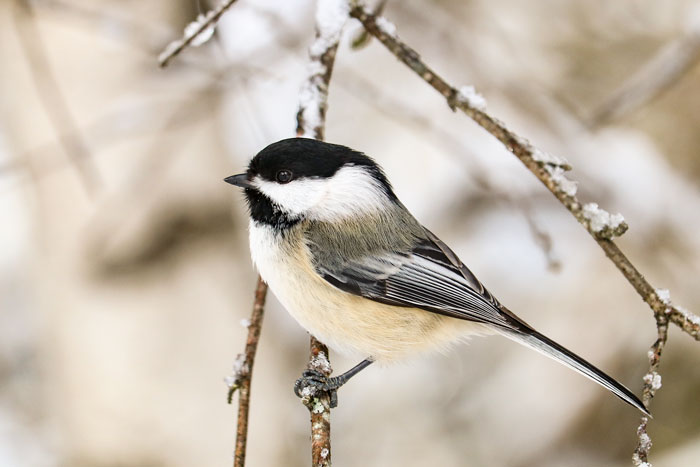 Black Capped Chickadee In Ice
