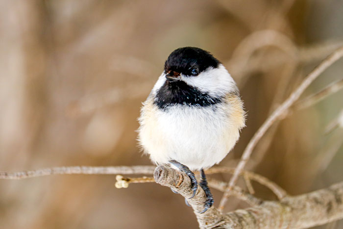 Black Capped Chickadee Perched In The Pines