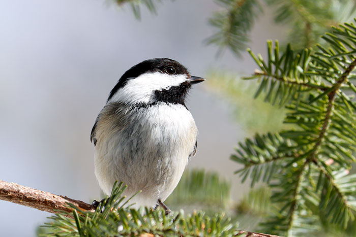 Black Capped Chickadee In The Pines