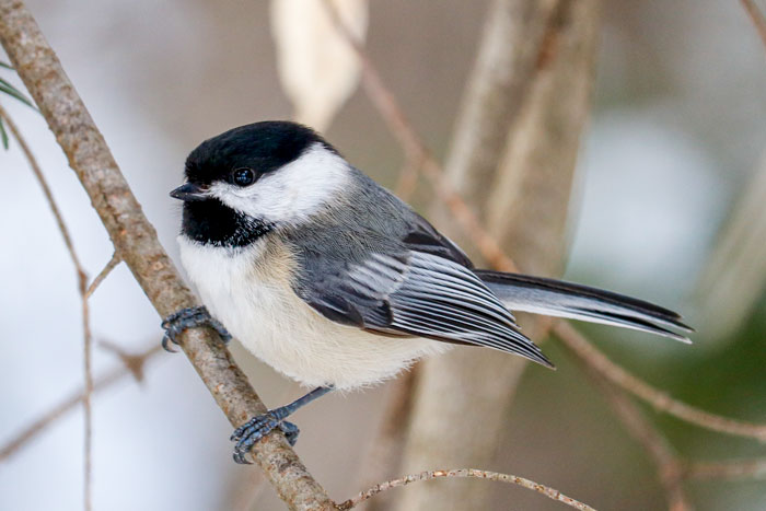 Black Capped Chickadee In The Shade