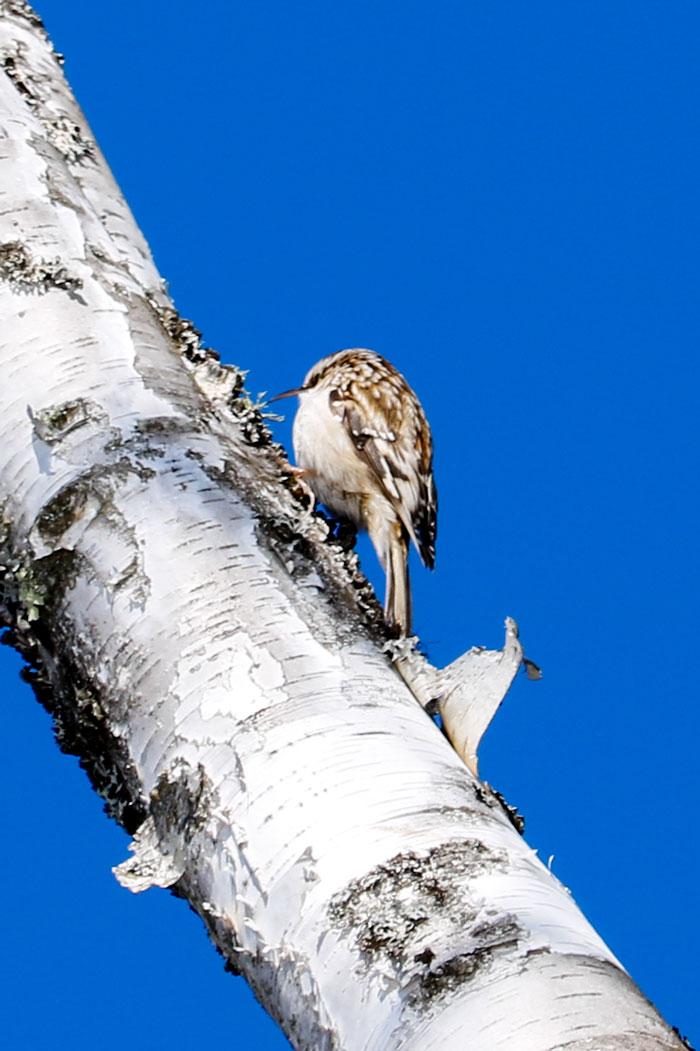 Brown Creeper Perched On A White Birch