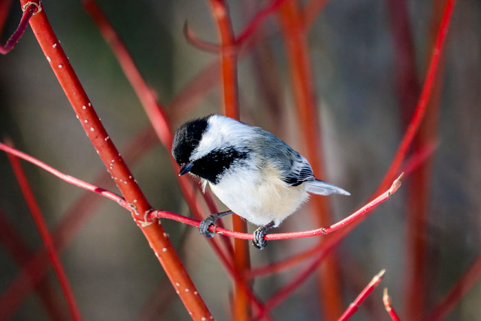Black Capped Chickadee Covered In Red