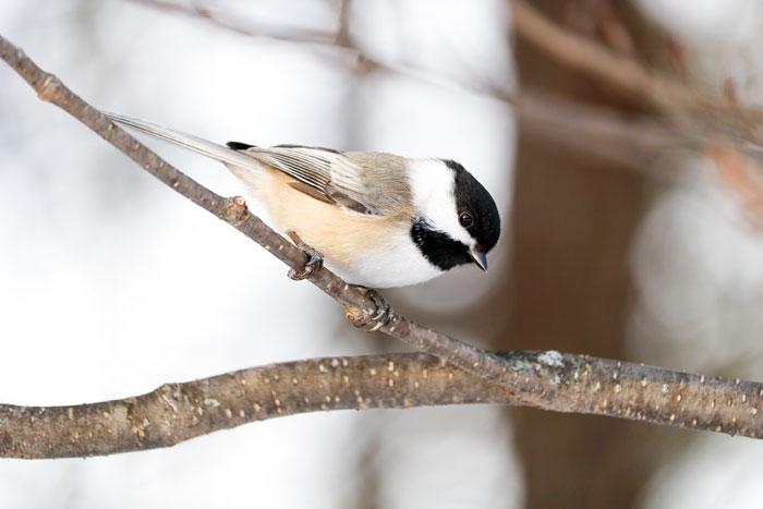 A View Of A Black Capped Chickadee From The Side