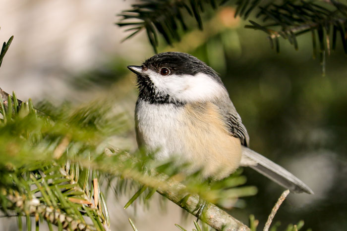 Black Capped Chickadee In A White Pine