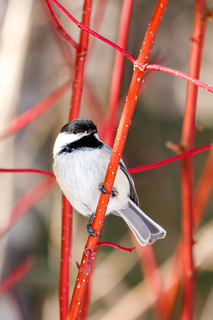Black Capped Chickadee In Red