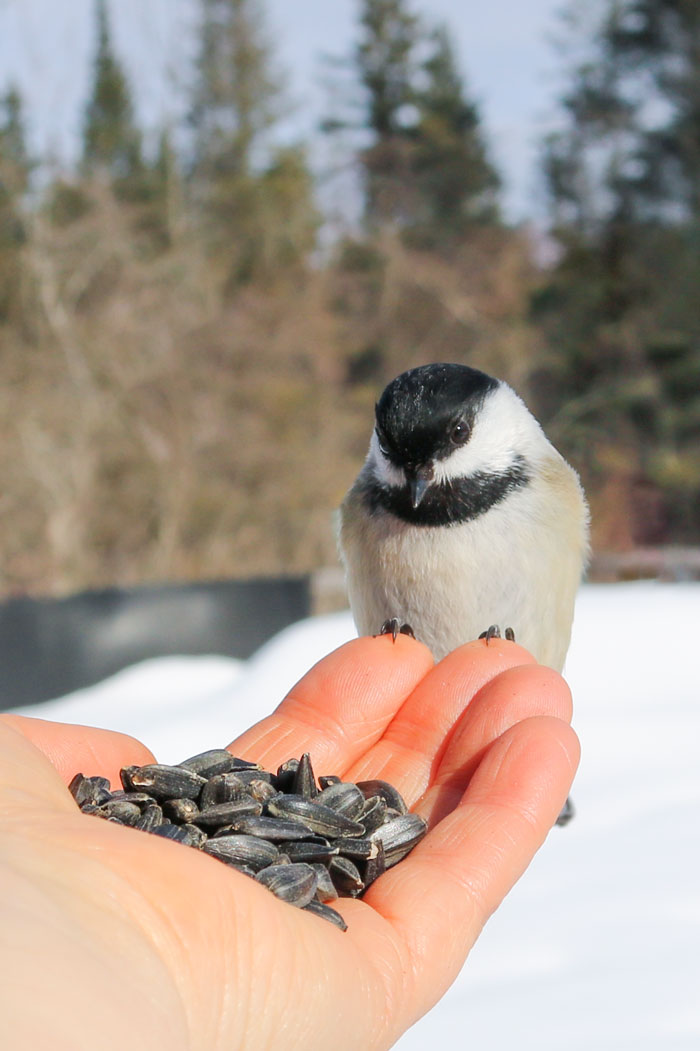 Black capped chickadee and hand
