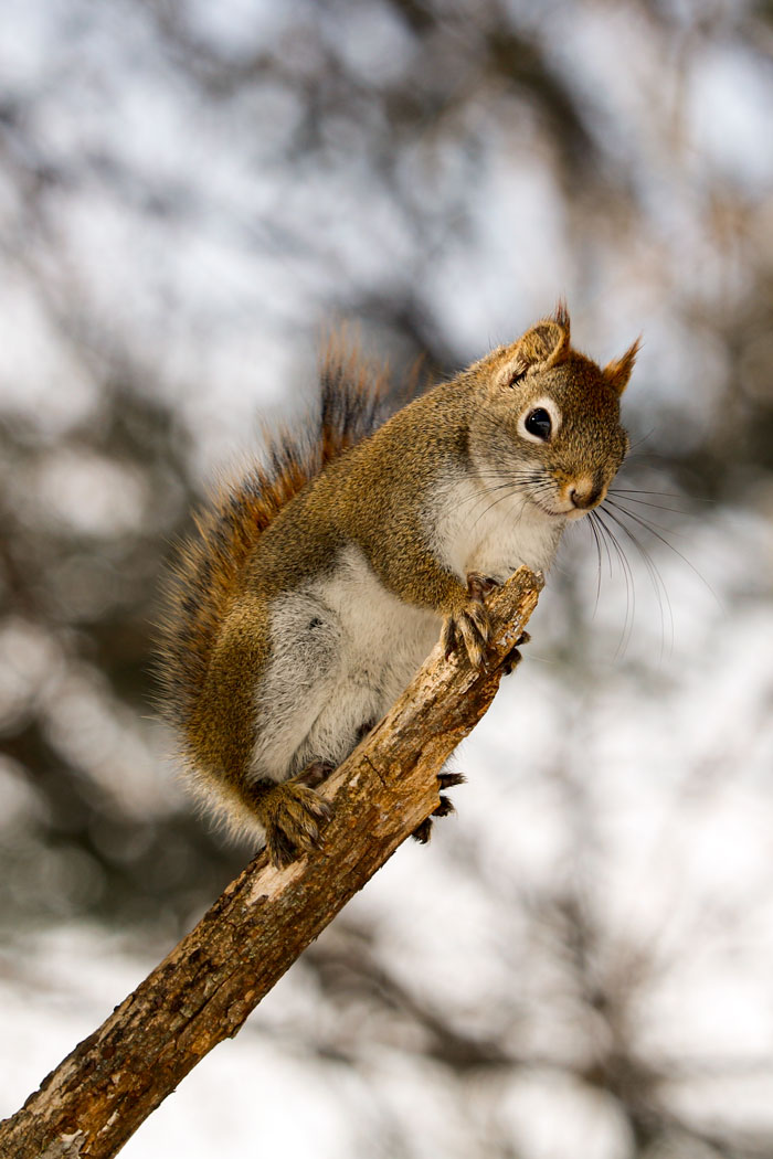Smiling American Red Squirrel