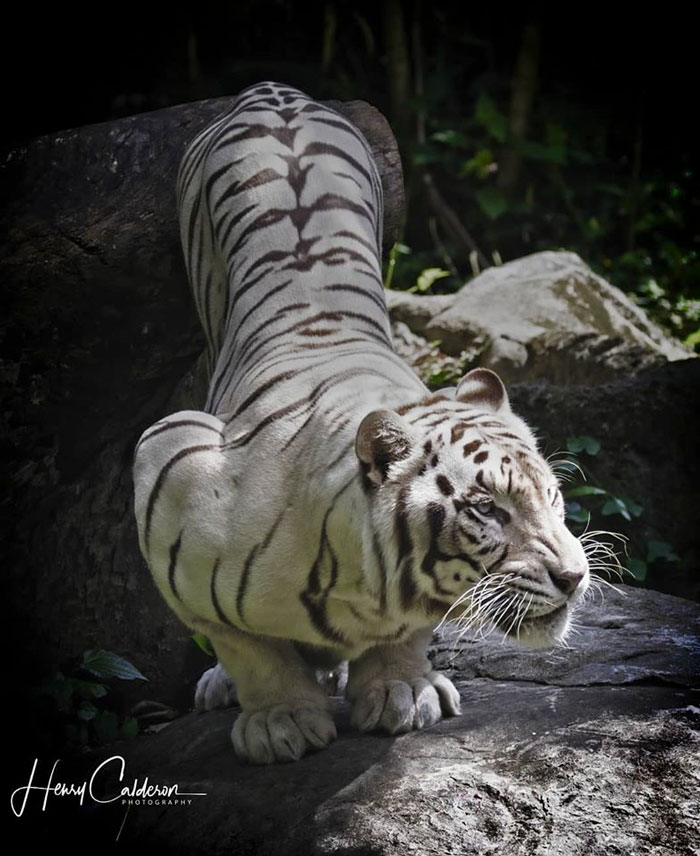 A White Tiger At The Singapore Zoo