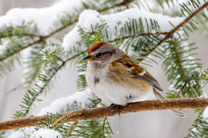 American Tree Sparrow In The Snow