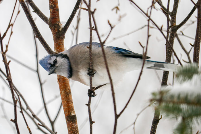 Blue Jay In The Snow