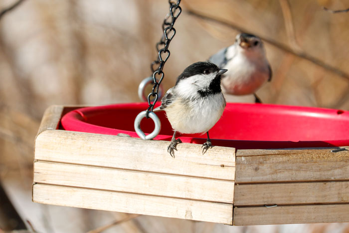 Chickadee And Nuthatch Together At The Feeder
