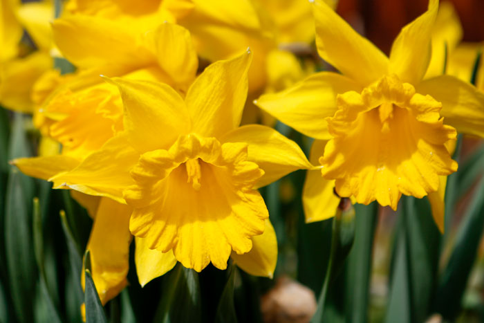 Bright Yellow Daffodils