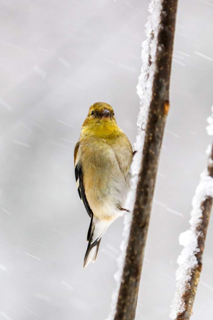 Vertical Composition Of An American Goldfinch