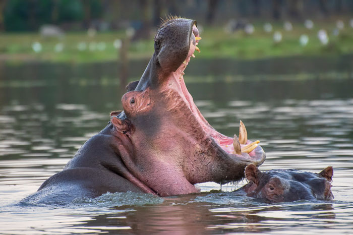 Hippos In Kenya