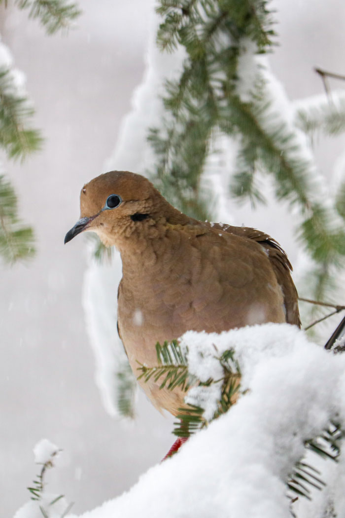 Mourning Dove In A Pine Tree